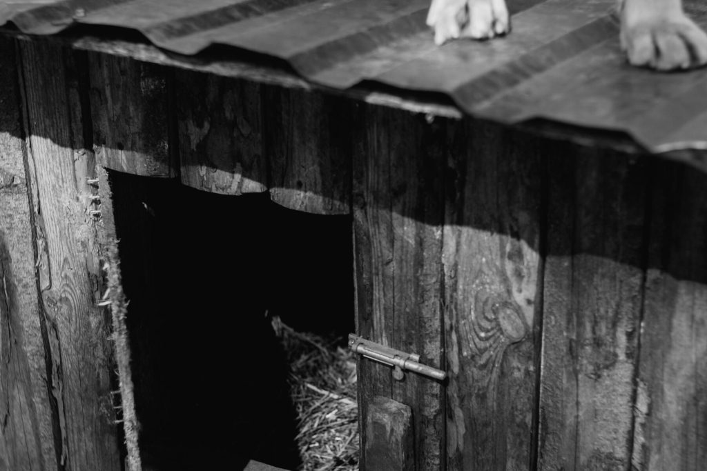 cabanon chien niche