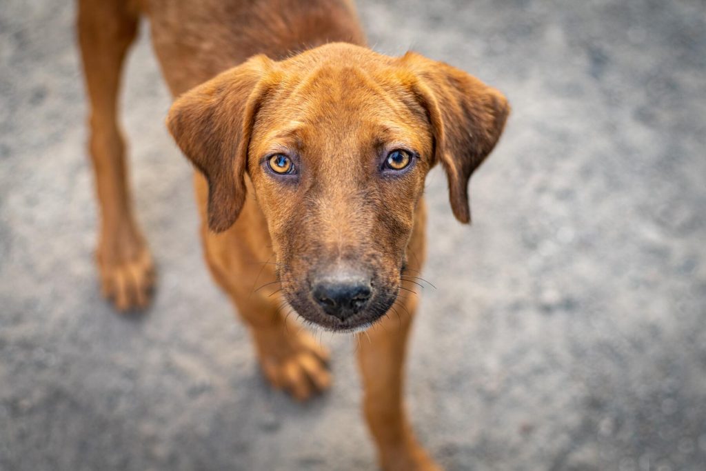 Rhodesian Ridgeback chien